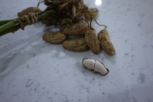 生ピーナッツ（クラフトマーケット）