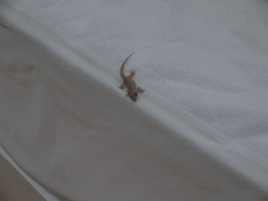 とかげ（遠景）